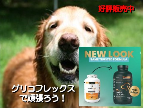 グリコフレックスは愛犬の関節を保護する強力なサプリメントです。
